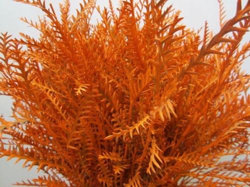 Decoratiegroen kleurbehandeld H%