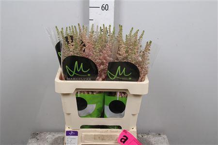 Astilbe chinensis 'Vision Inferno'