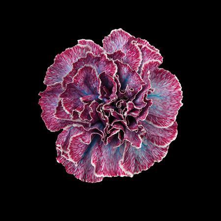 Dianthus standaard kleurbehandeld H%