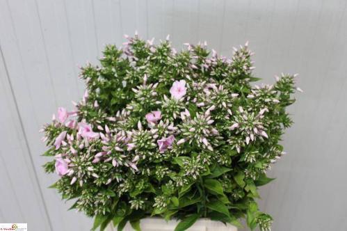 Phlox Paniculata Grp 'Jeff's Pink'