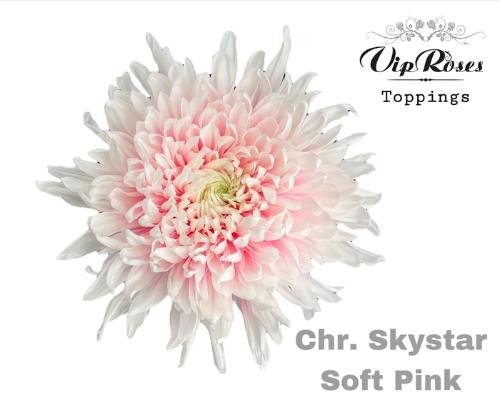 Chrysanthemum geplozen kas kleurbehandeld H%