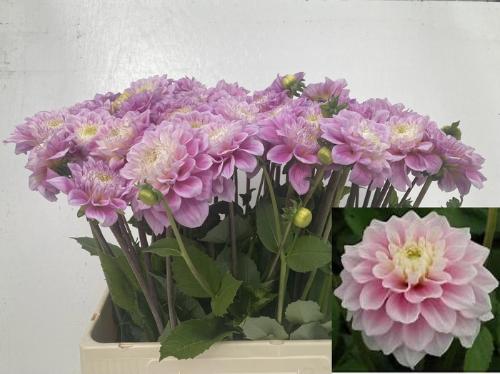 Dahlia Ball Grp 'Sweet Love'