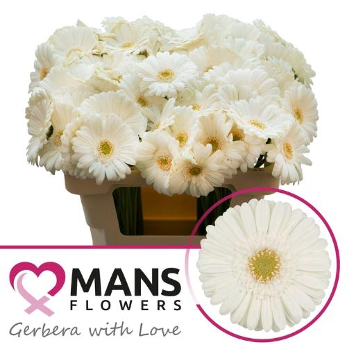 Gerbera mini White Star