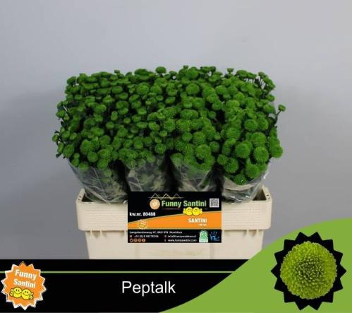 Chrysanthemum (Indicum Grp) tros santini AAA Peptalk