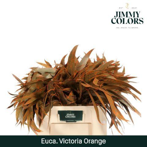 Eucalyptus globulus kleurbehandeld H%