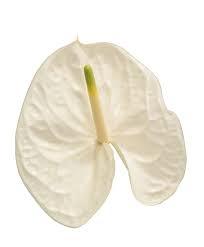 Anthurium (Andreanum Grp) Reina