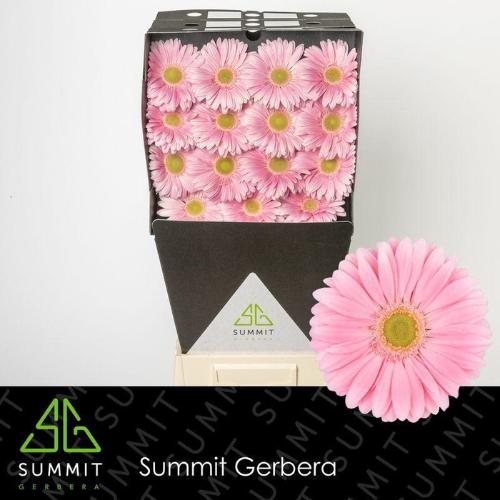 Gerbera grootbloemig Plot