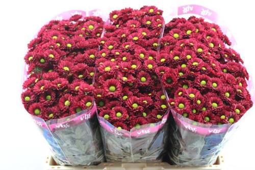 Chrysanthemum (Indicum Grp) tros santini Ladybird