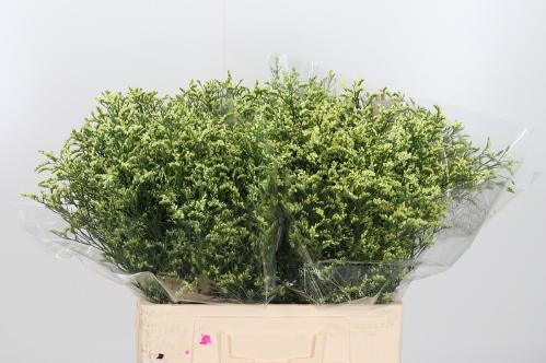 Limonium sinense China Lemon