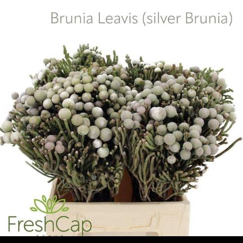 Brunia laevis