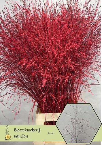 Siergras kleurbehandeld H%