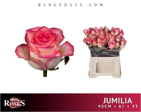 Rosa grootbloemig Jumilia