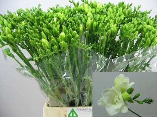 Freesia dubbelbloemig Versailles