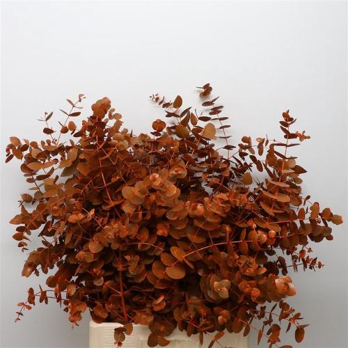 Eucalyptus kleurbehandeld per bos H%