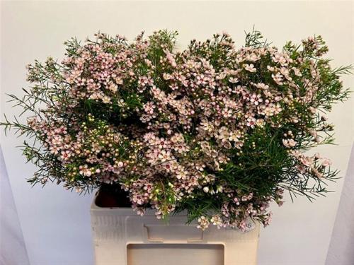 Chamelaucium uncinatum 'Dori'
