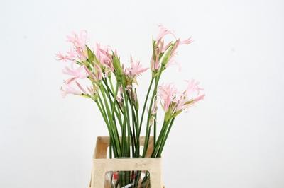 Nerine Bowdenii Grp 'Sofie'
