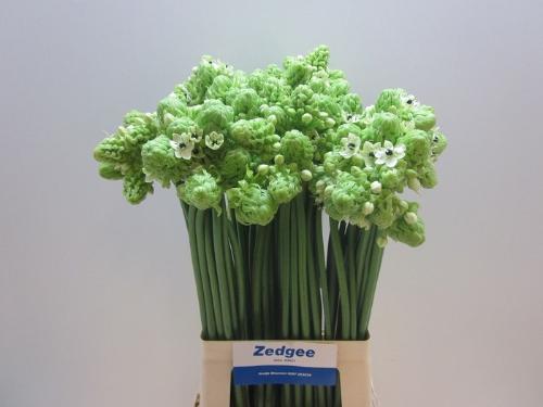 Ornithogalum saundersiae