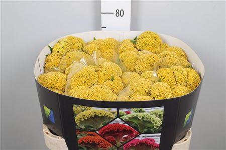 Celosia argentea (Cristata Grp) Reprise Gold