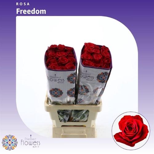 Rosa grootbloemig Freedom