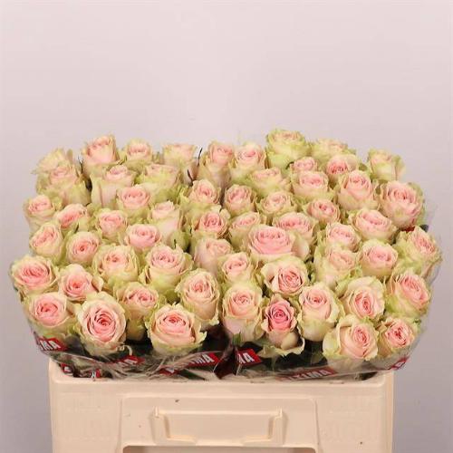Rosa grootbloemig Frutteto