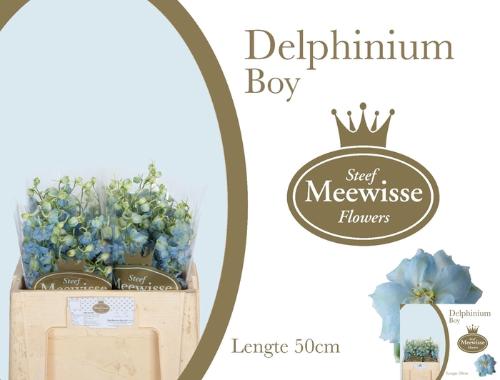 Delphinium Elatum Grp dubbelbloemig 'Dewi Boy'