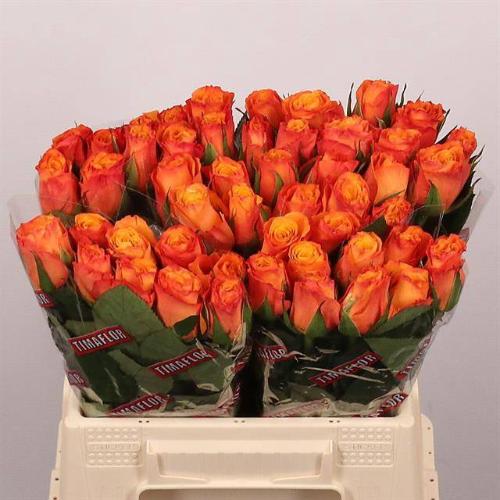 Rosa grootbloemig Confidens