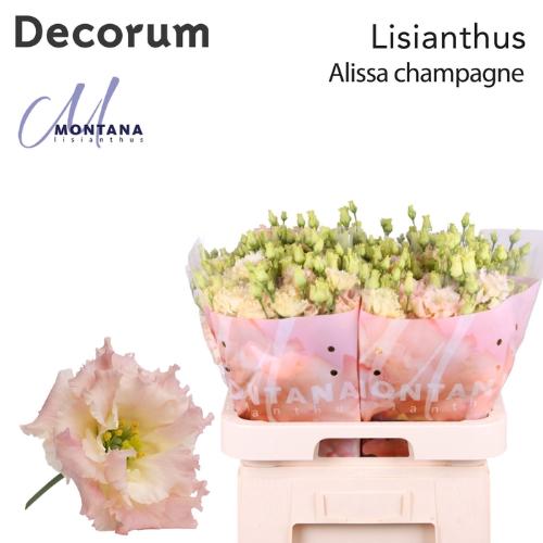 Eustoma russellianum gevuldbloemig 'Alissa Champagne'