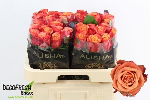 Rosa grootbloemig Firelight+