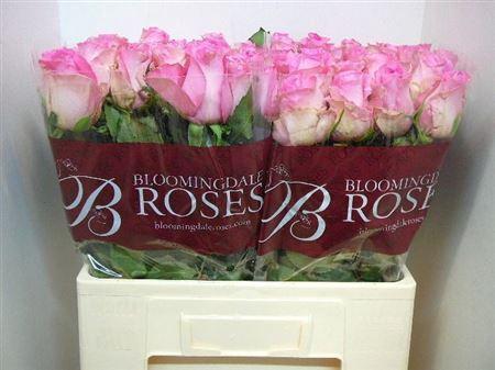 Rosa grootbloemig Revival