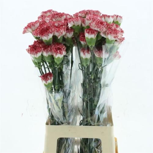 Dianthus standaard Montoya