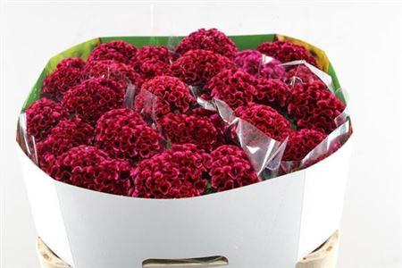 Celosia argentea (Cristata Grp) 'Indian Summerburgundy'