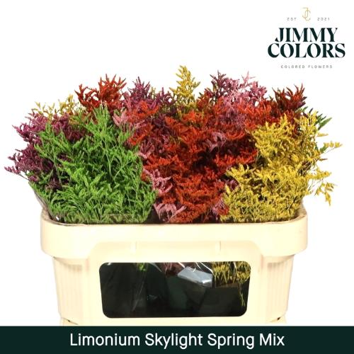 Limonium overig kleurbehandeld H%
