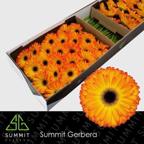 Gerbera grootbloemig 'Catwalk'