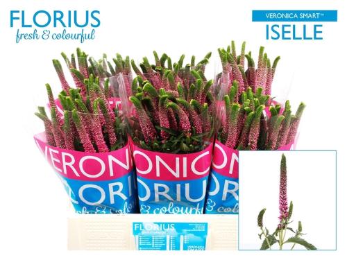 Veronica Smart Iselle