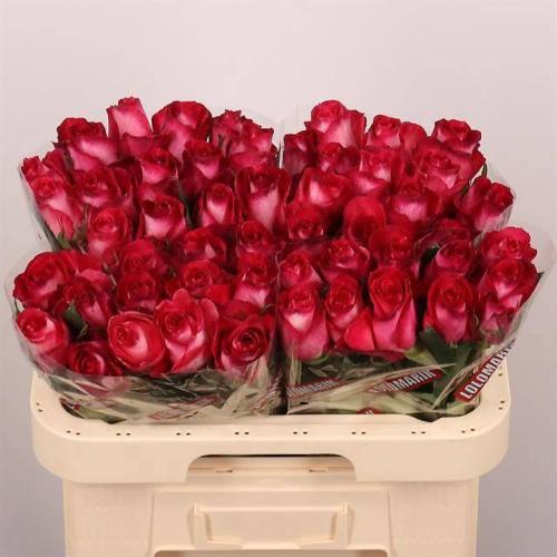 Rosa grootbloemig Nicoletta