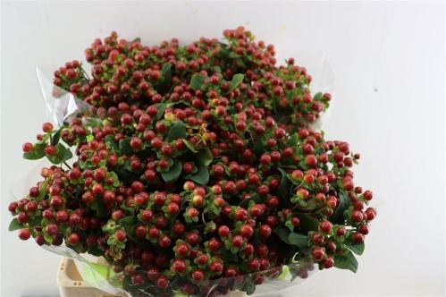 Hypericum androsaemum 'Pacific Bronze'