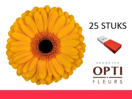 Gerbera grootbloemig 'Oaklyn'