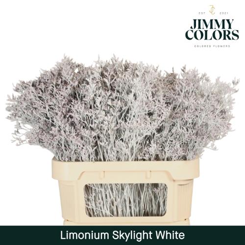 Limonium overig kleurbehandeld H%