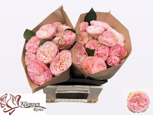 Rosa grootbloemig Springfield Park!