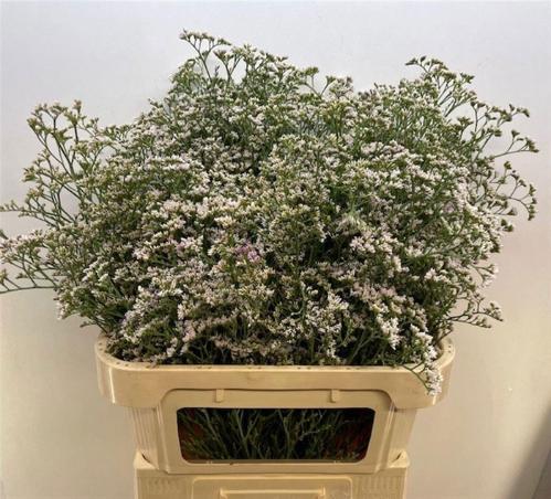 Limonium caspium 'White Neto'