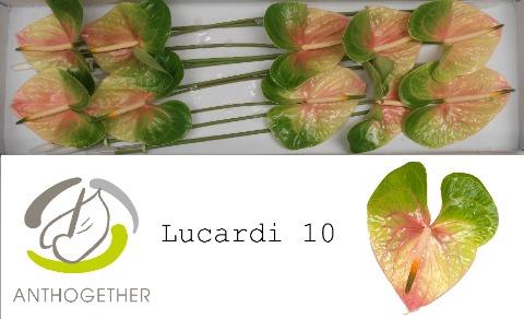 Anthurium Andreanum Grp Lucardi