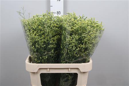 Limonium sinensis China Summer