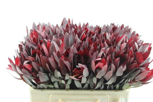 Leucadendron 'Safari Sunset'