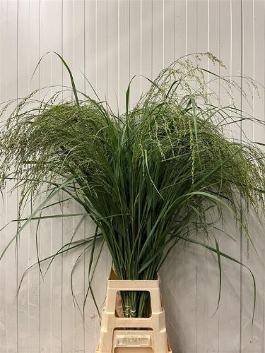 Panicum amarum 'Dewey Blue'