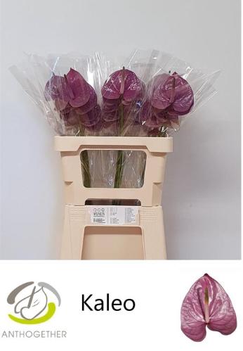 Anthurium Andreanum Grp Kaleo