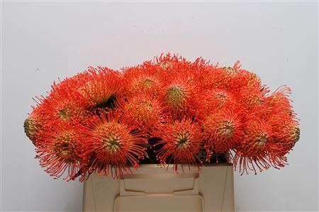 Leucospermum cordifolium 'Succession'