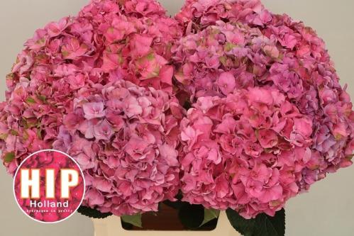 Hydrangea macrophylla 'Rodeo' (rood)