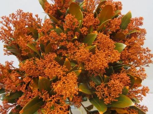Skimmia per bos overig kleurbehandeld H%