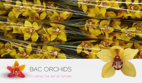 Cymbidium grootbloemig per tak 'La Vie Stella'