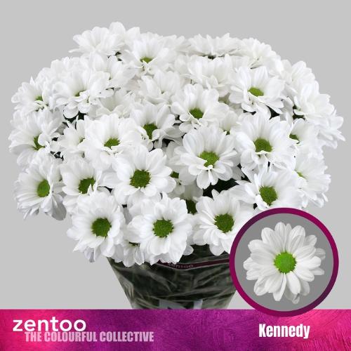 Chrysanthemum Indicum Grp tros Kennedy